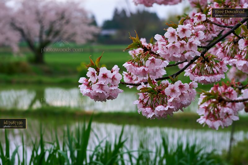 Cherry blossoms near lush rice fields in Japan