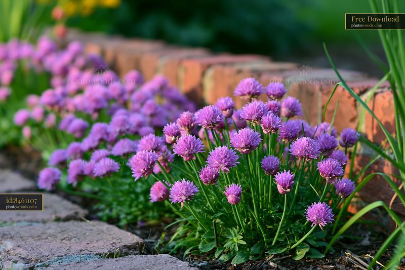 Chive flowers blooming in herb bed along garden path