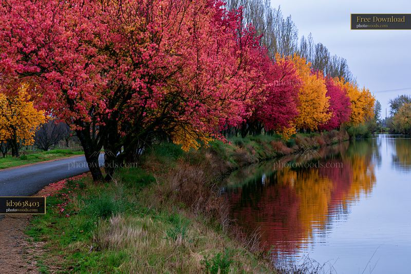 Colorful flowering trees beside a country road and canal