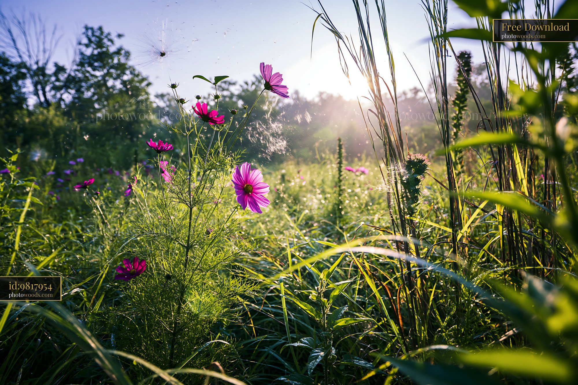 Cosmos Flowers Blooming in Meadow During Morning Light