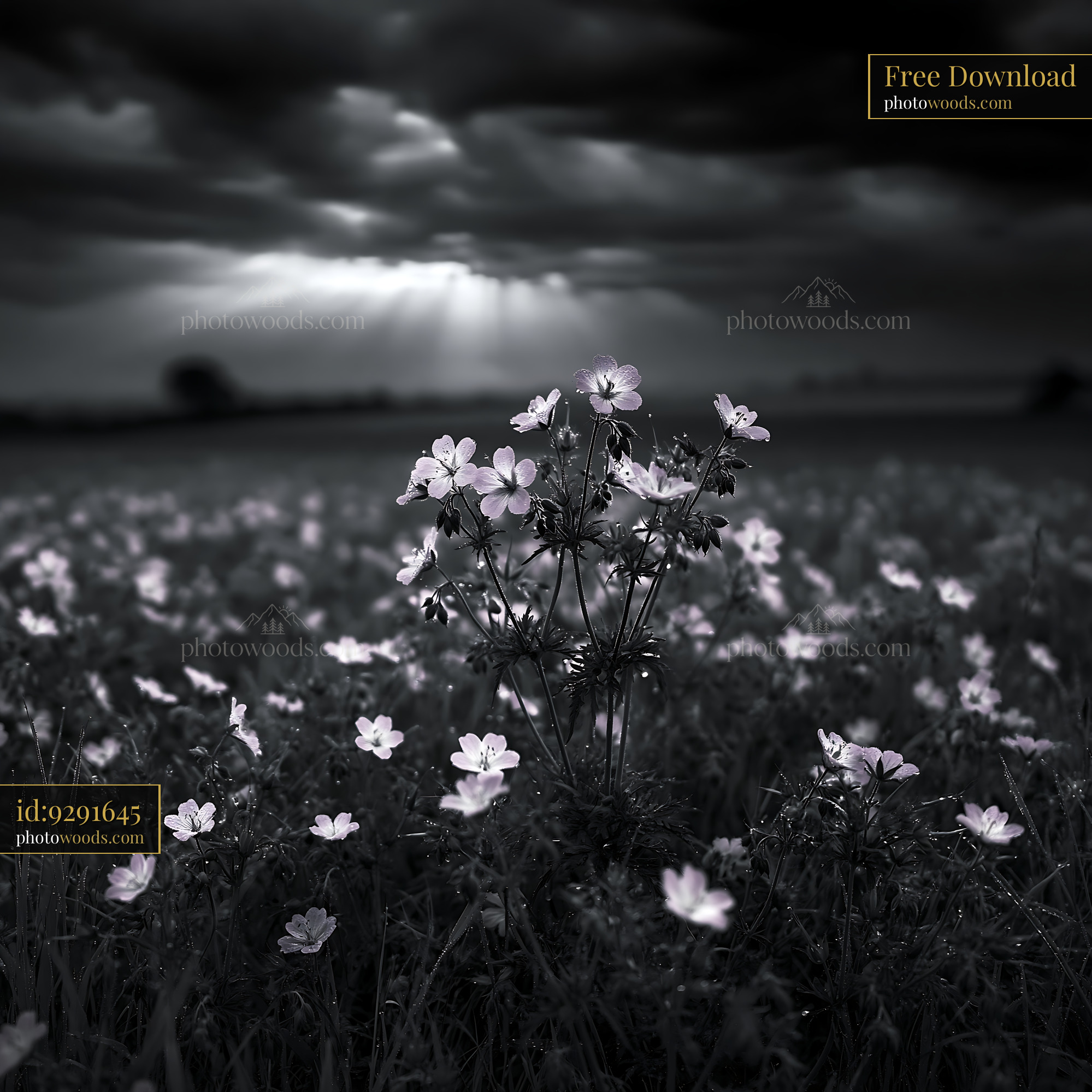 Cranesbill Flowering in a Meadow Under Moody Skies