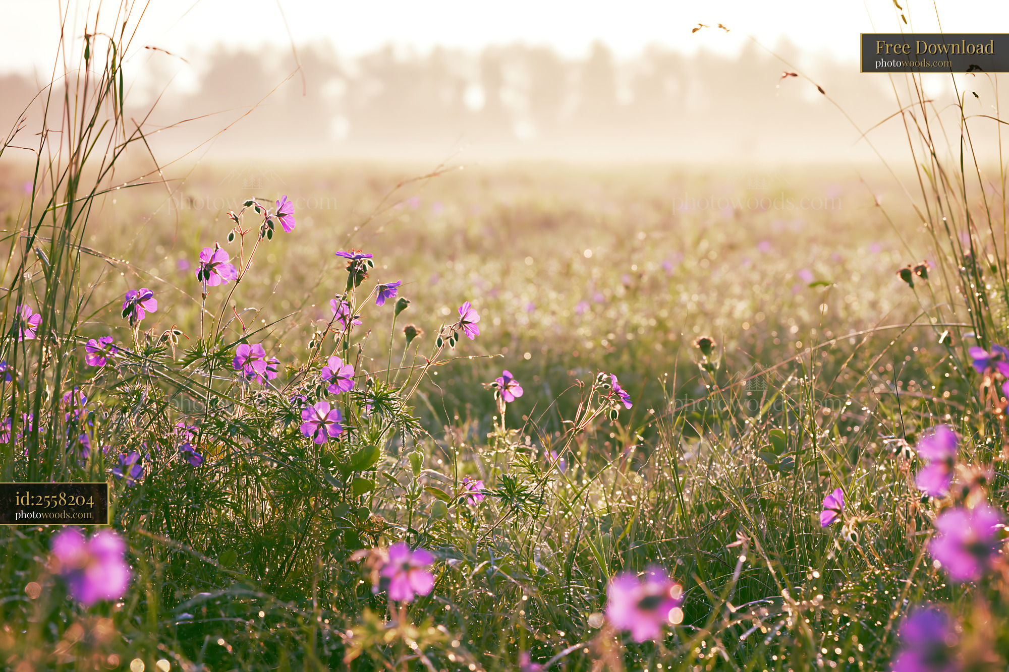 Cranesbill Wildflowers Blooming in a Meadow at Golden Hour