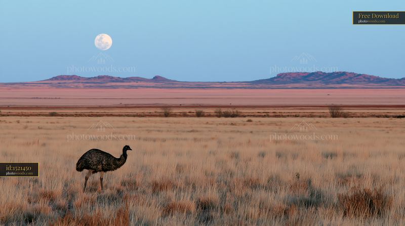 Emu crossing a vast outback plain beneath the moon