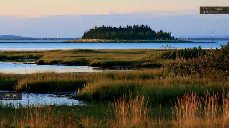 Island with flowers in golden light during sunset by the water