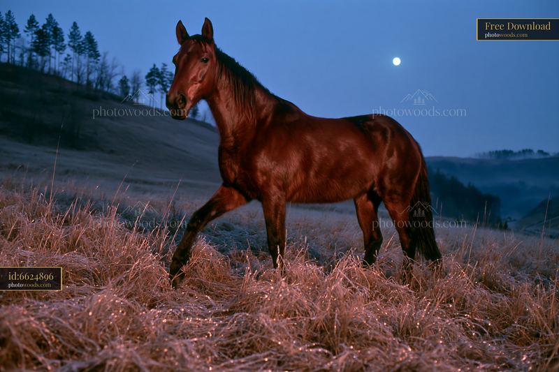 Horses walking in a moonlit meadow under a clear night sky