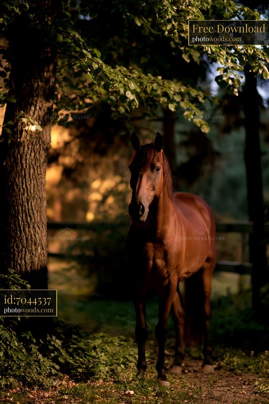 Horses near a stable illuminated at night in a natural setting