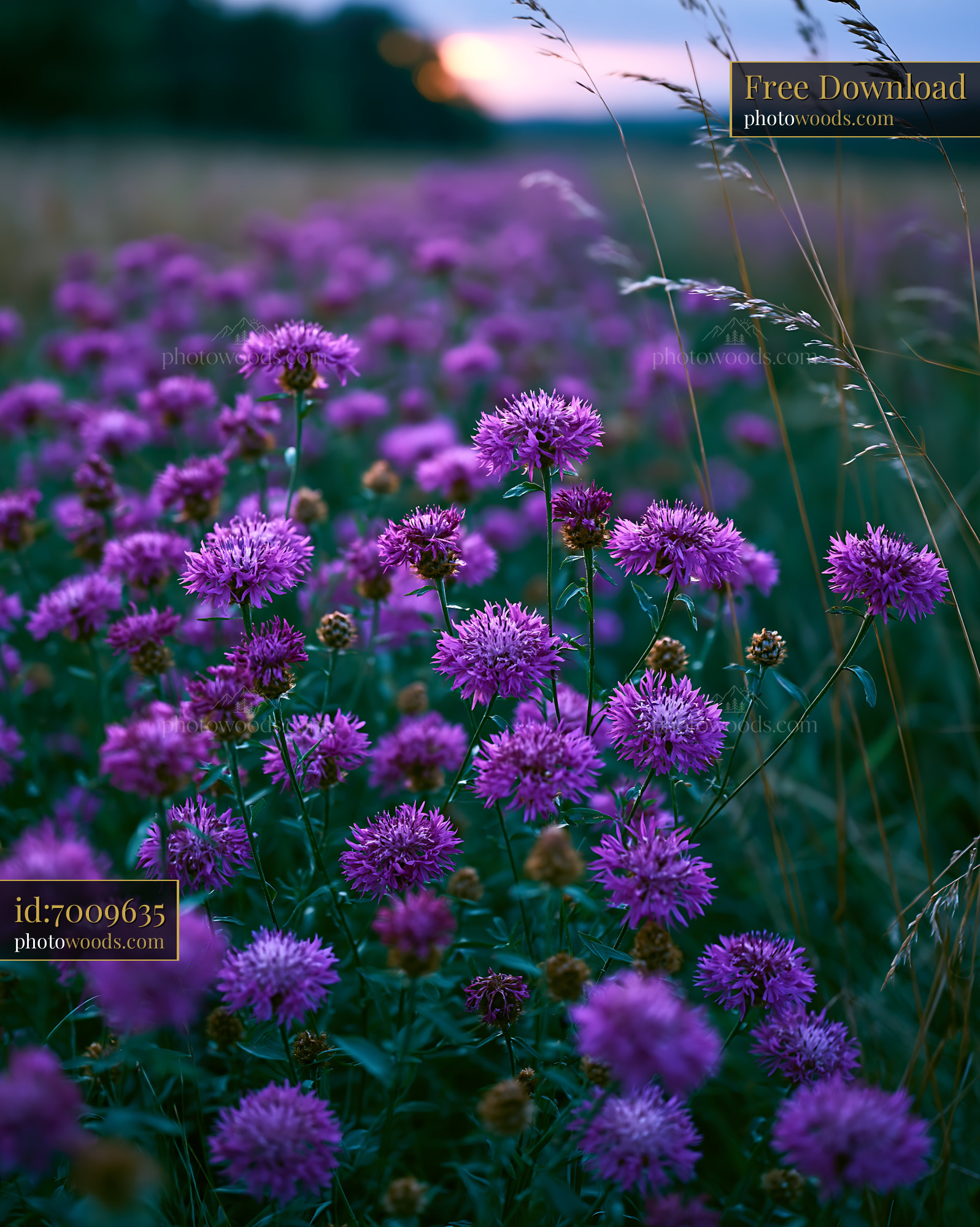 Knapweed Blooming in a Meadow at Golden Hour