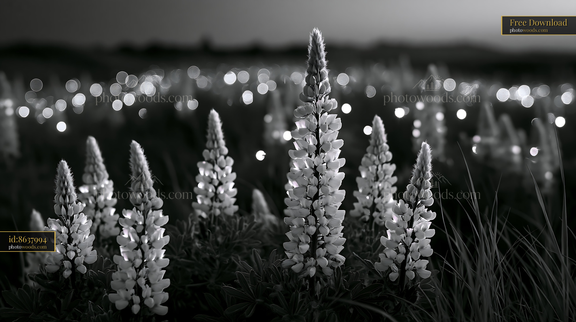 Lupine Flowers Blooming in a Meadow With Soft Light