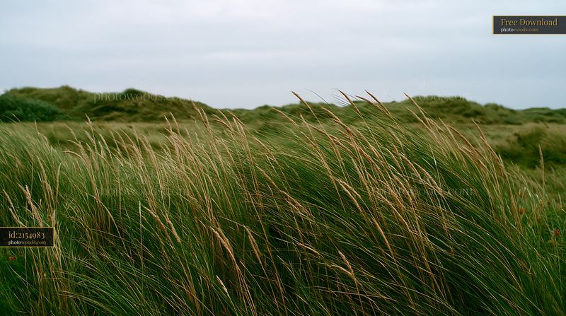 Wind blowing through meadow grass near sand dunes