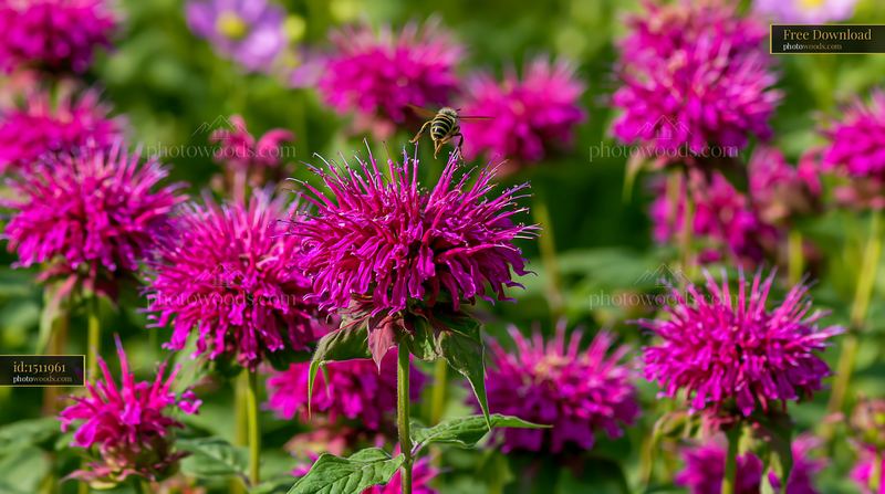 Monarda flowers attract bees in a vibrant garden setting