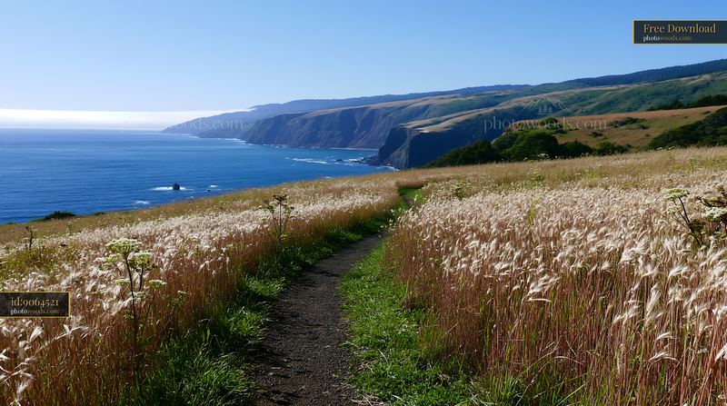 Coastal Meadow Overlooking Ocean with Clifftop Trail