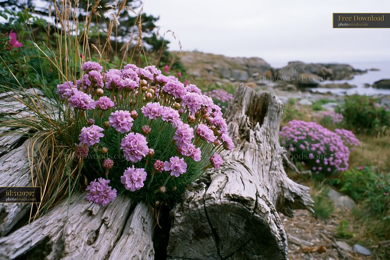 Island flowers in a protected nature reserve bloom near the shore