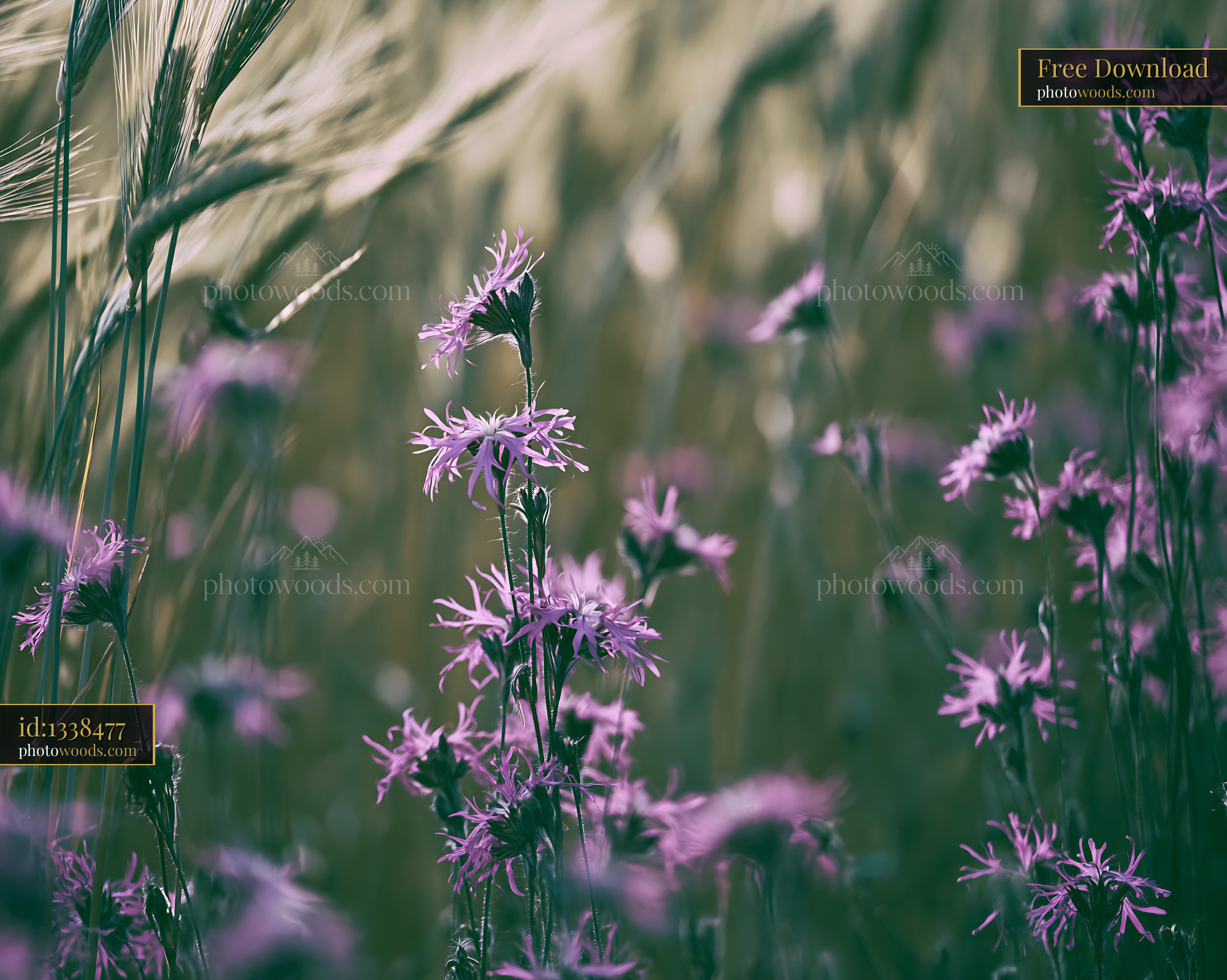 Purple Ragged-Robin Wildflowers Blooming in a Meadow