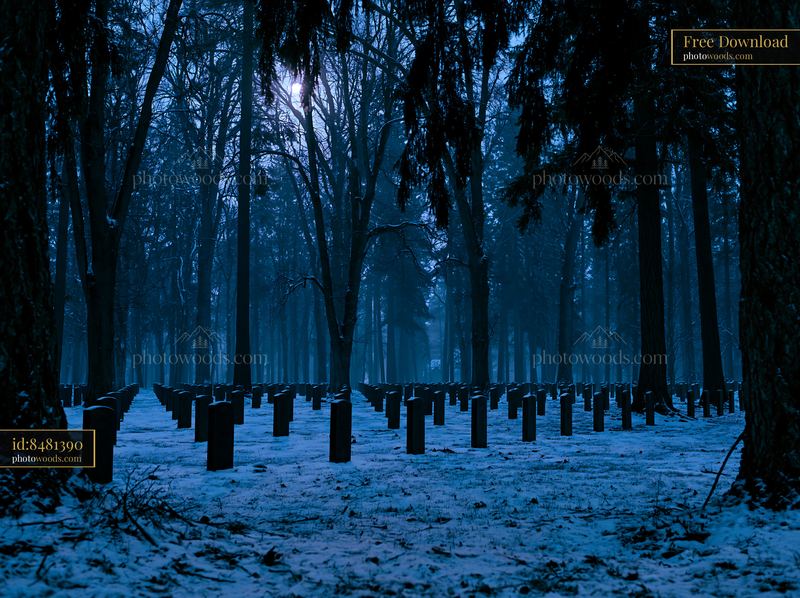 Military graves beside a forest at night under a dark sky