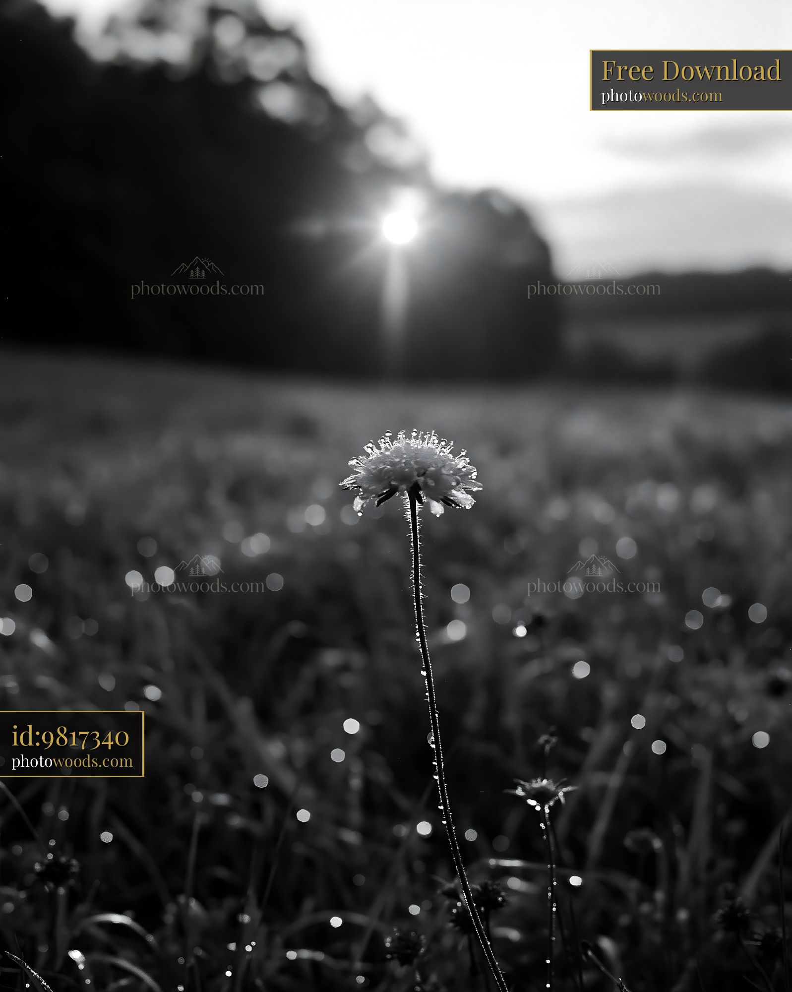 Scabious Wildflower at Sunrise in a Meadow