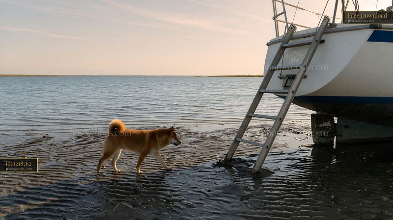 Shiba Inu walking beside a boat ladder at low tide