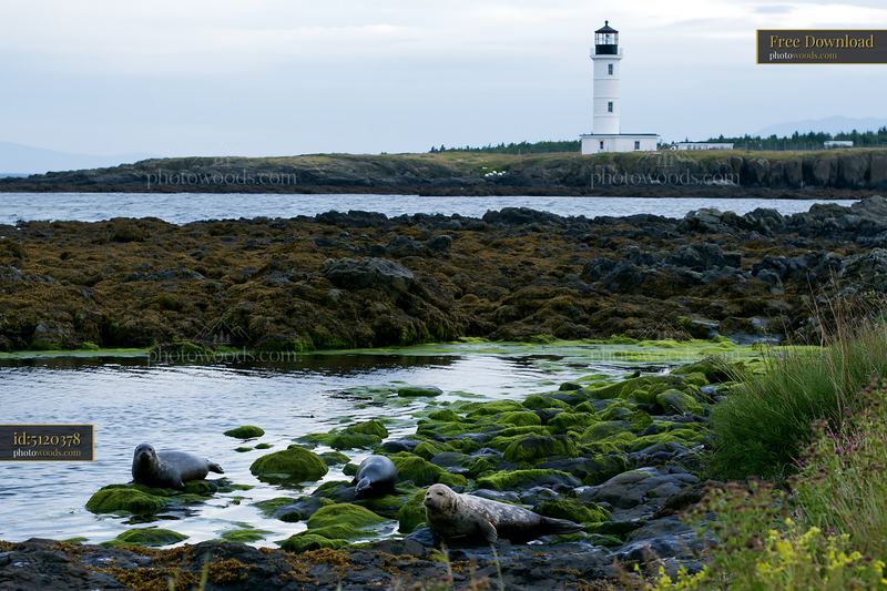 Lighthouse and seals resting on algae-covered coastal rocks