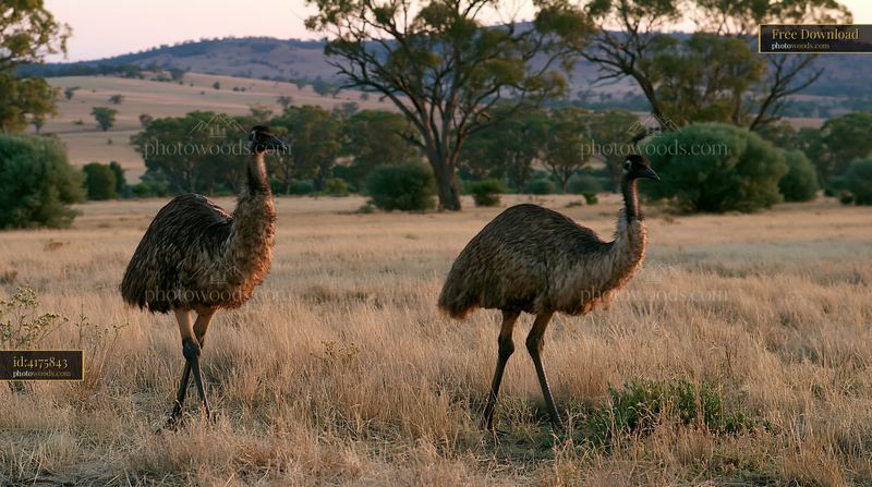 Emu walking across outback plain during sunset