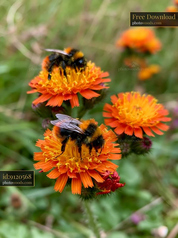 Two bees feeding on orange meadow flowers