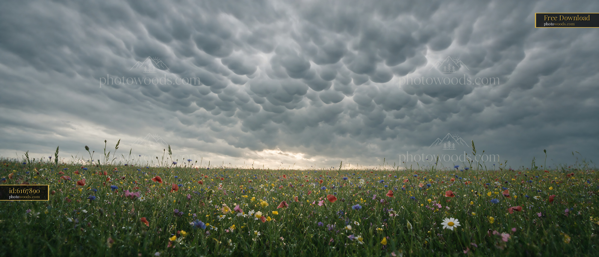 Wildflowers Blooming Under a Cloudy Sky in a Meadow