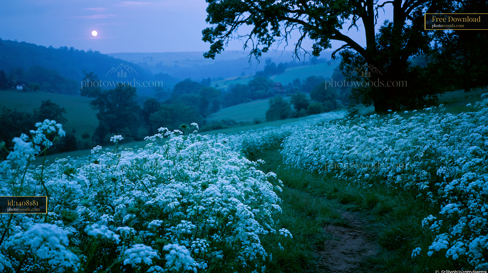 Cow Parsley Blooming at Dusk in a Meadow Near Hills