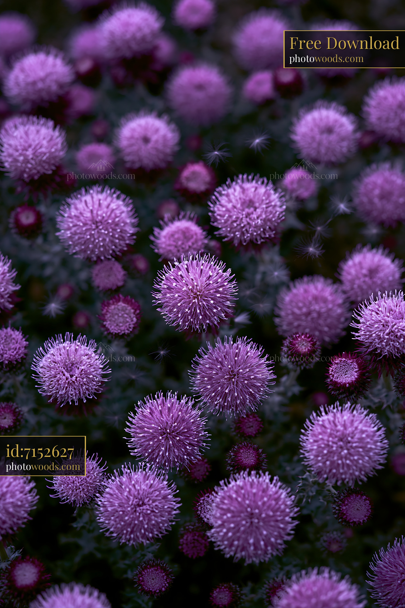 Wild Thistle Blooming in a Meadow During Golden Hour
