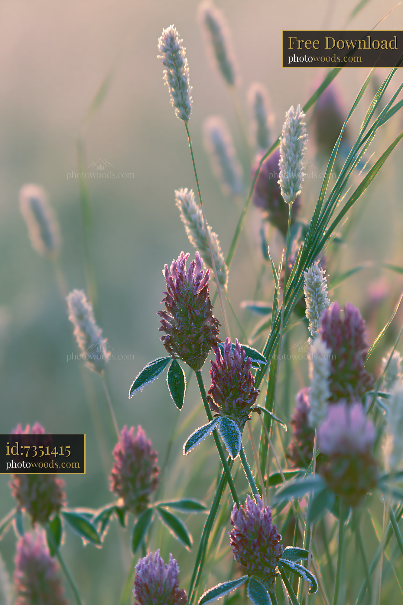 Clover Flowers Blooming in a Meadow During Golden Hour