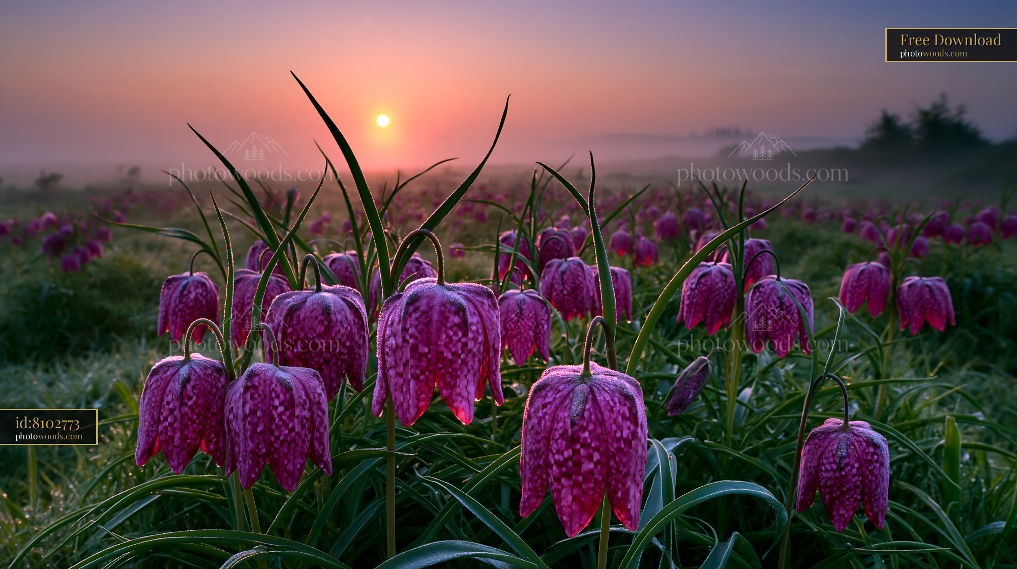 Fritillaria Meleagris at Sunrise in a Protected Meadow
