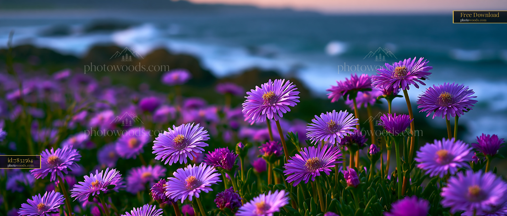 Purple Flowers Bloom by the Ocean Waves During Sunset Light