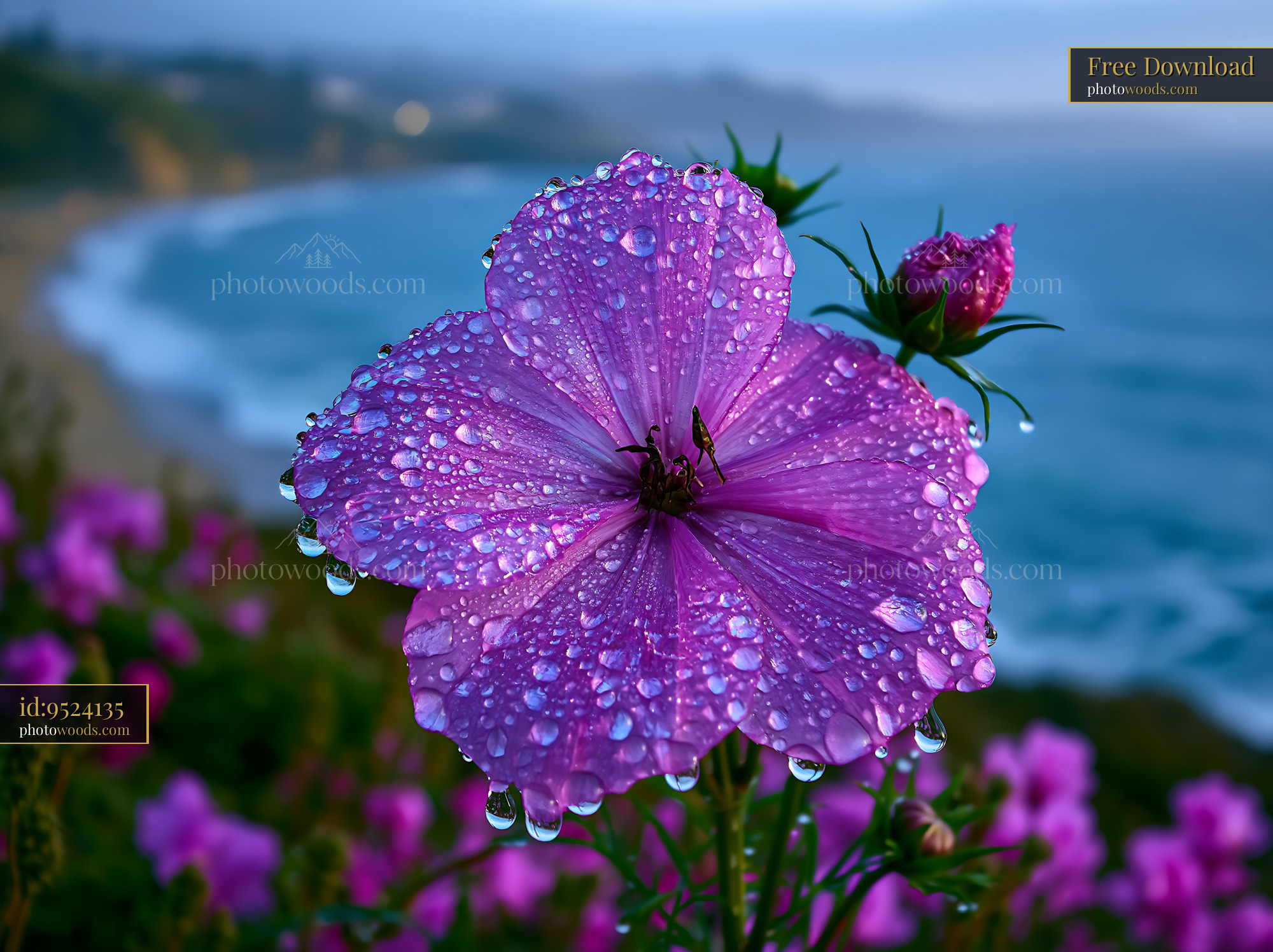 Flower Petals Covered in Dew Near the Ocean Shore at Sunrise