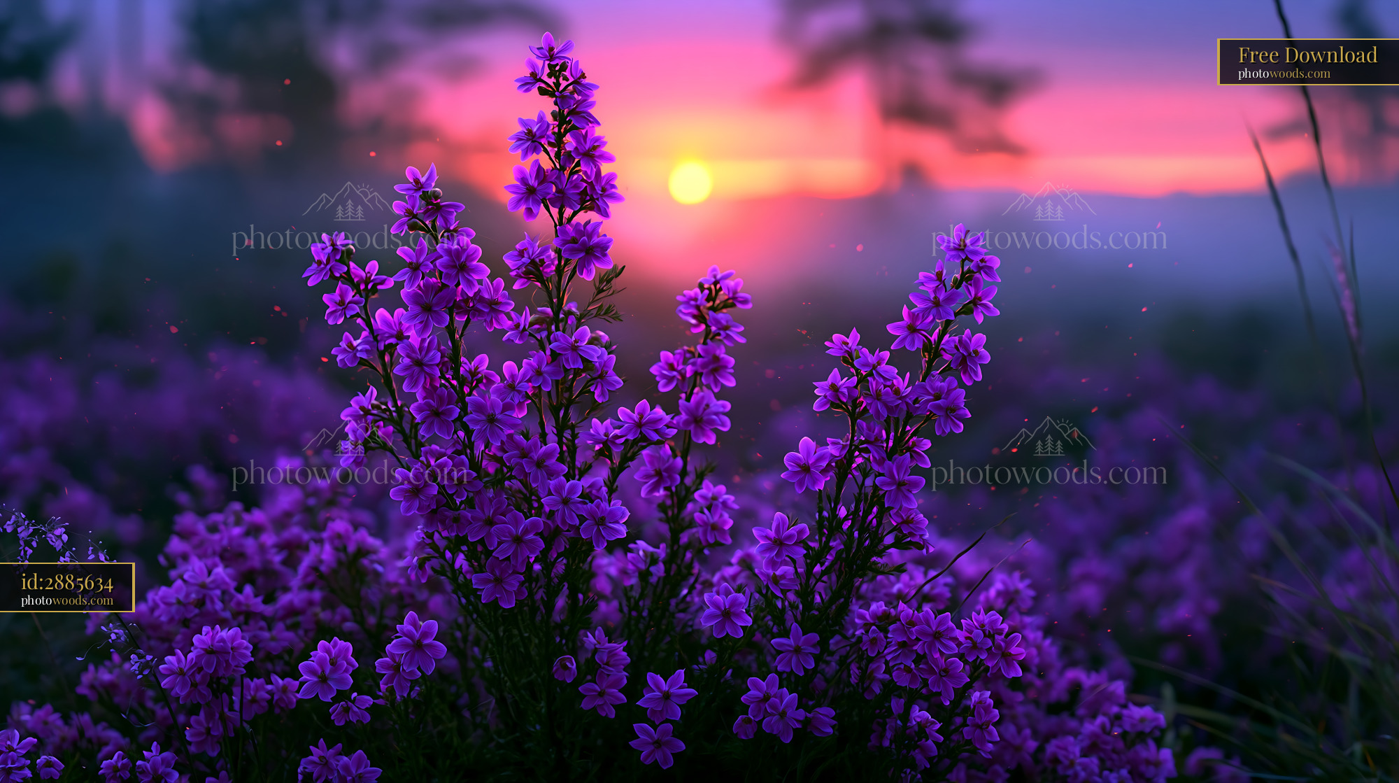 Flowers Bloom at Sunset Against a Colorful Sky With Trees