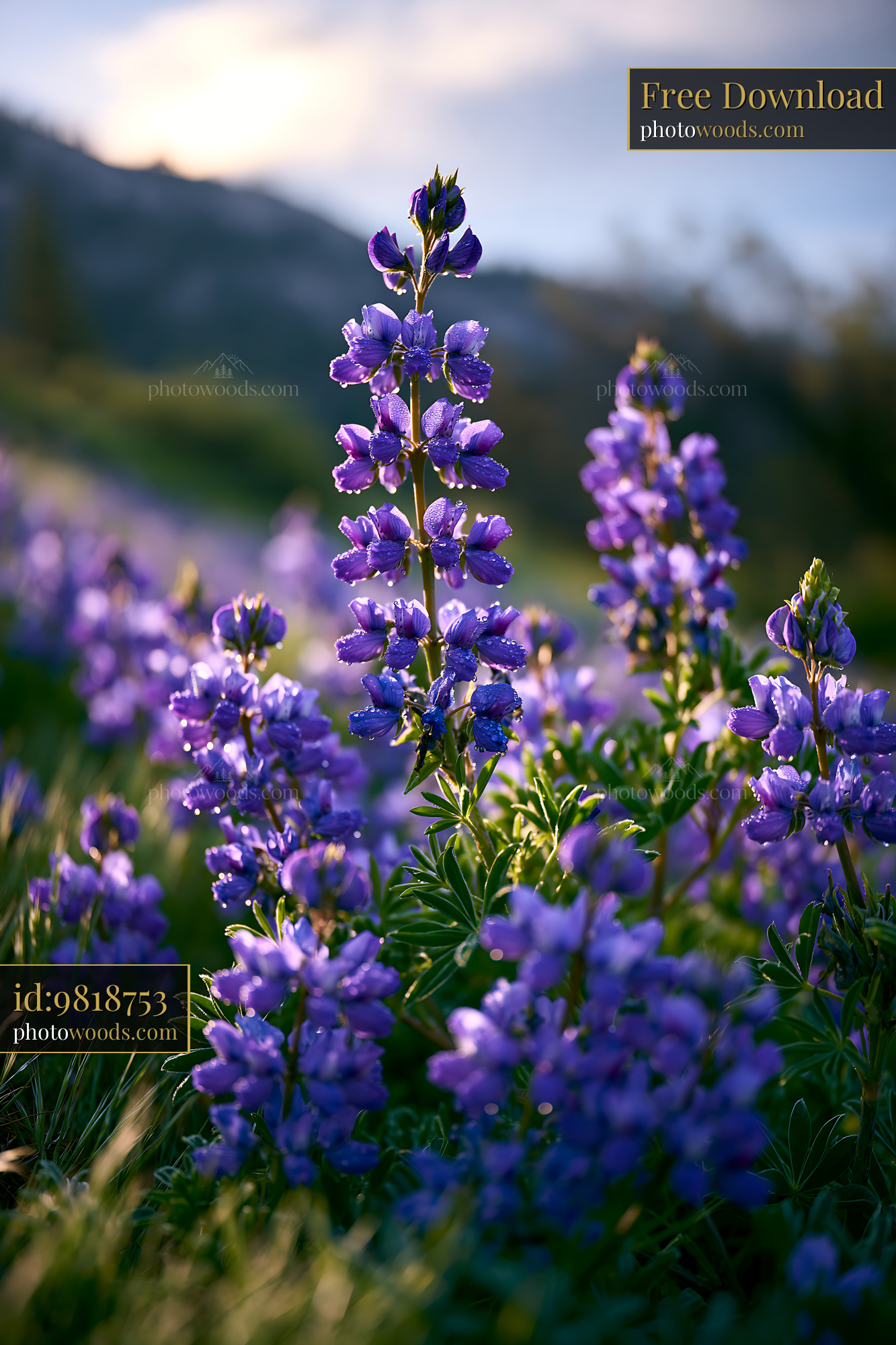 Lupine Wildflower Blooming in an Alpine Meadow Under Soft Light
