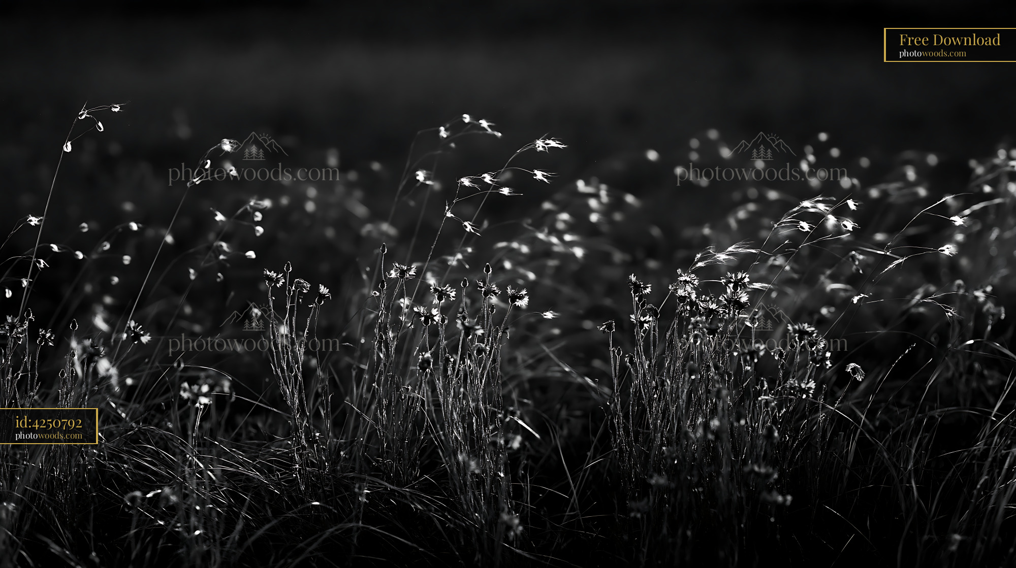 Cornflower Wildflower Blooming in Meadow During Golden Hour