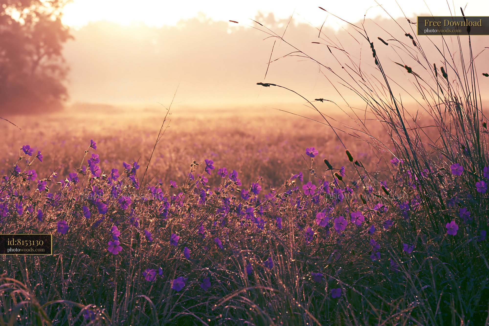Cranesbill Wildflowers in Meadow at Sunrise With Morning Dew