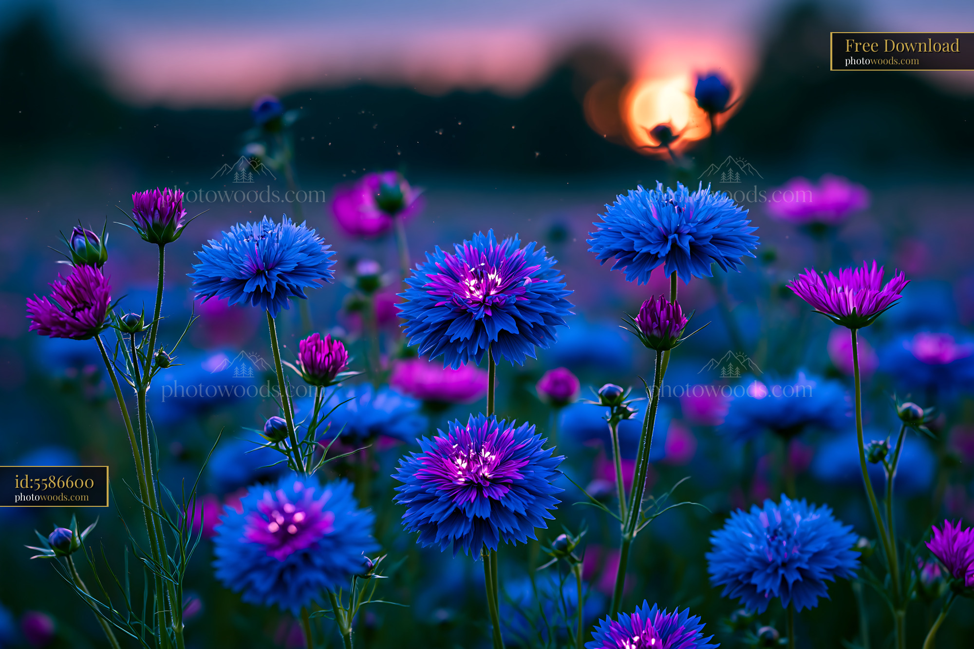 Blue and Purple Wildflowers Bloom at Sunset in a Field