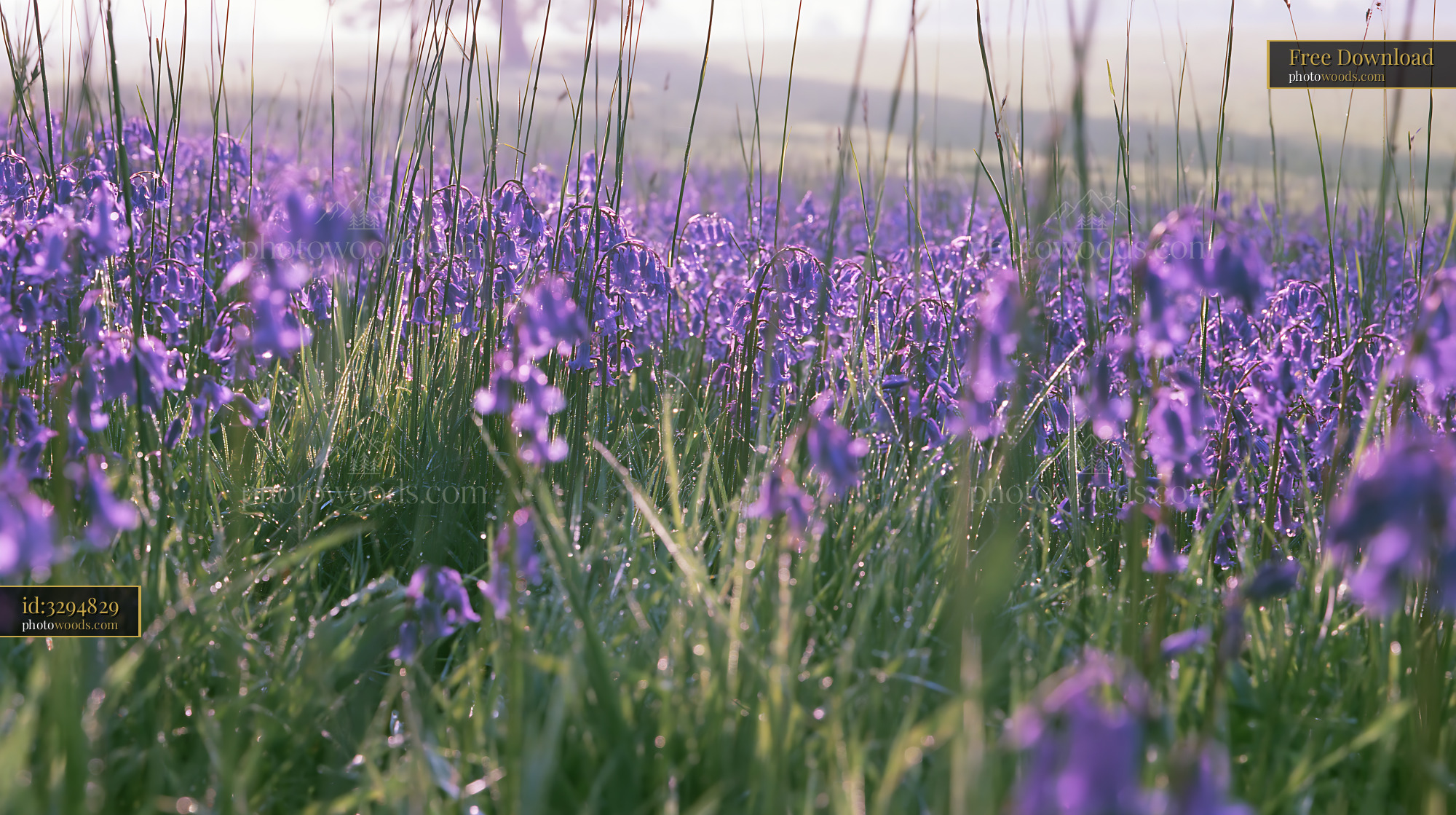 Bluebell Flowers Blooming in Meadow During Spring Season