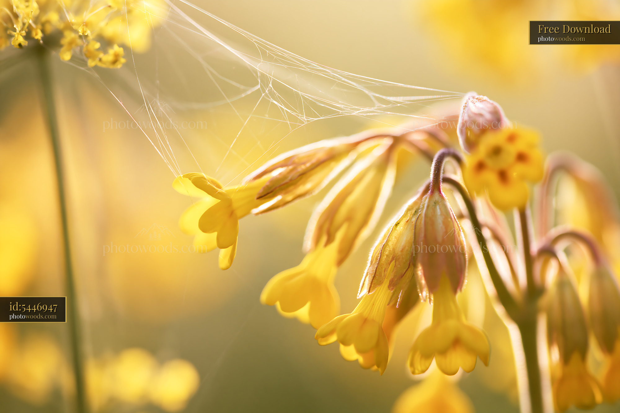 Cowslip Wildflower Blooming in Meadow During Golden Hour