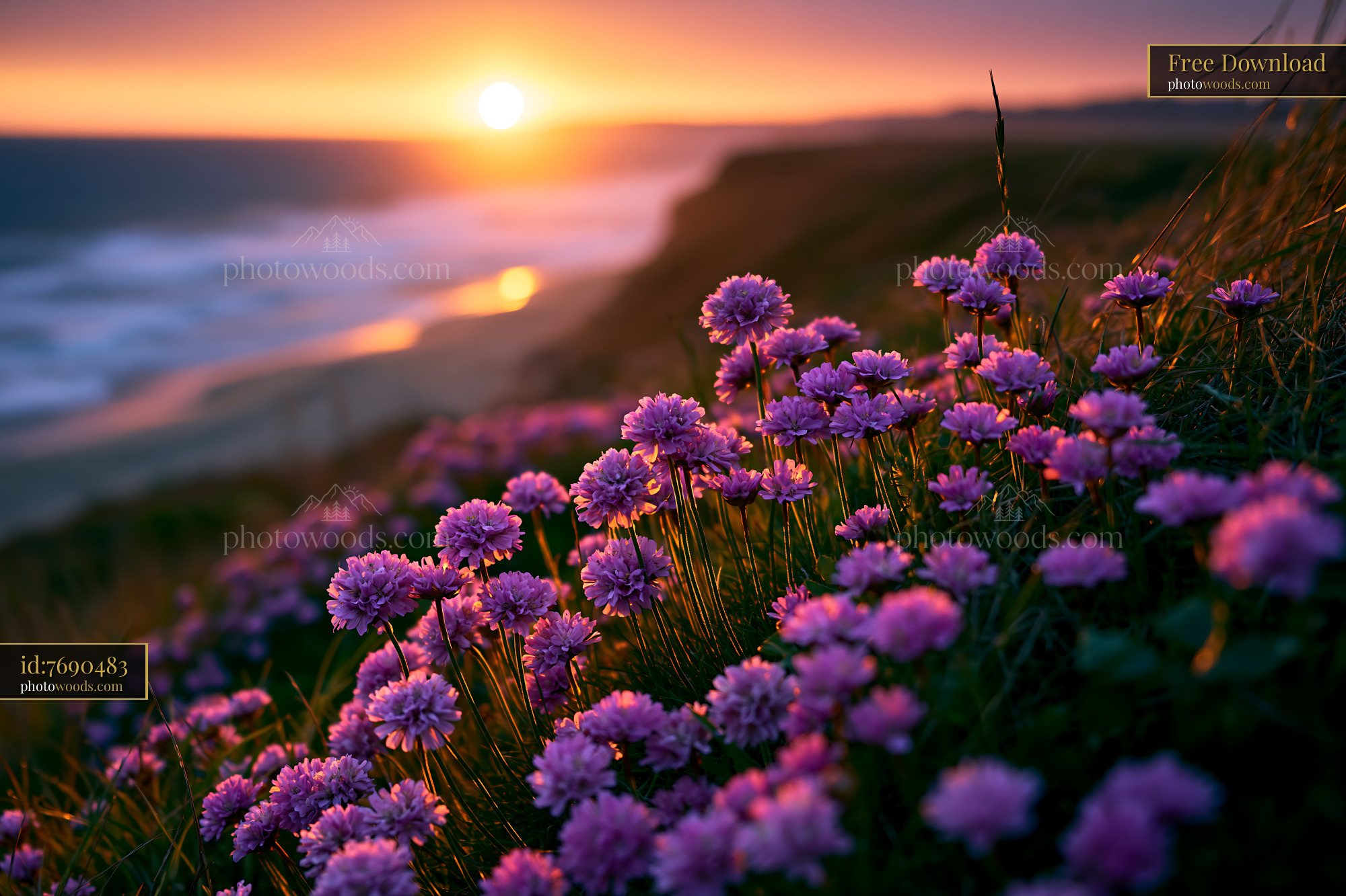 Flowers Bloom on a Cliff During Sunset Near the Ocean