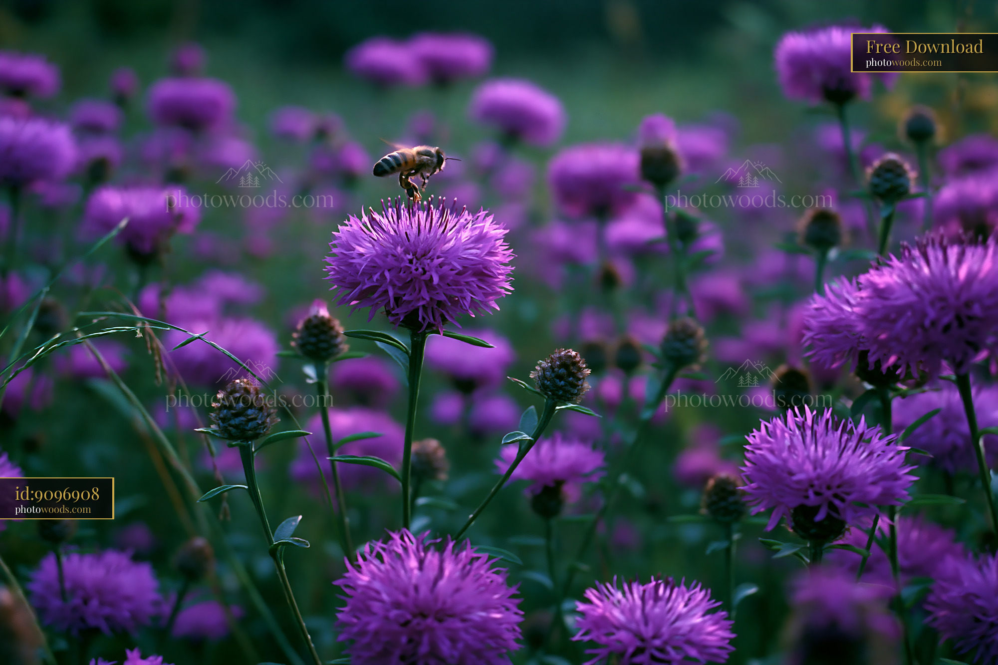 Knapweed Blooming in Meadow With Bee Collecting Pollen