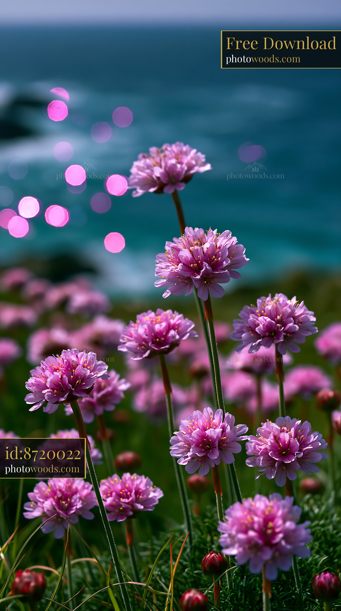 Pink Flowers Grow Near Ocean Shore With Bright Water Reflections