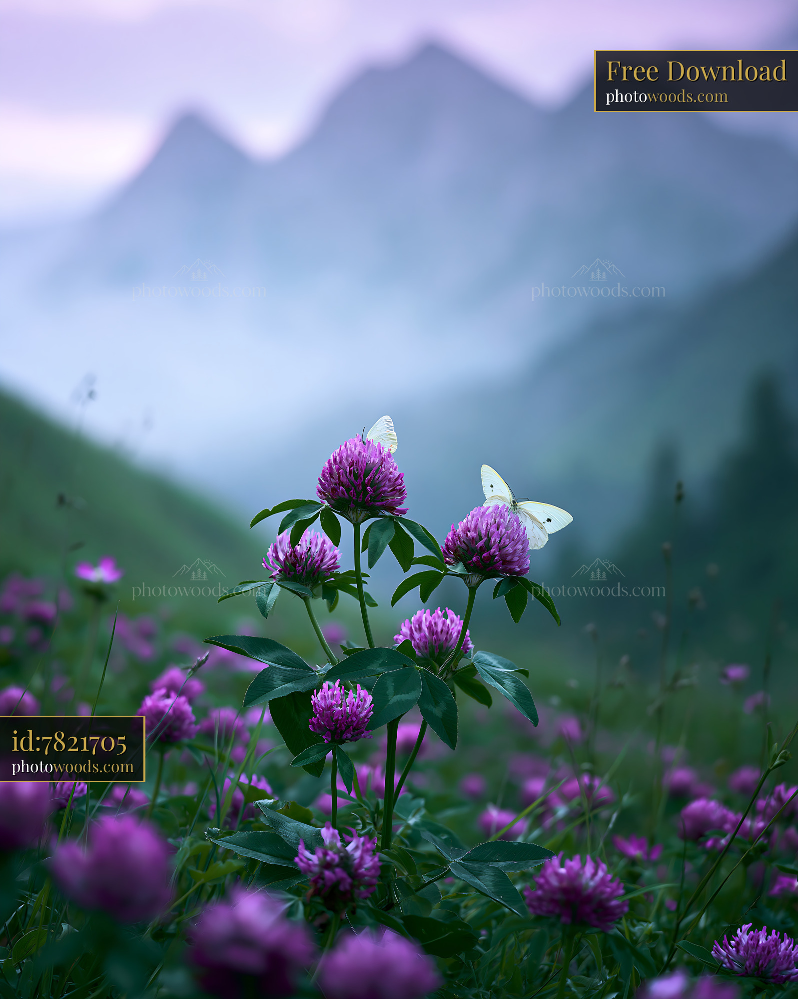 Clover Flowers With Butterflies in the Alpine Meadow During Spring