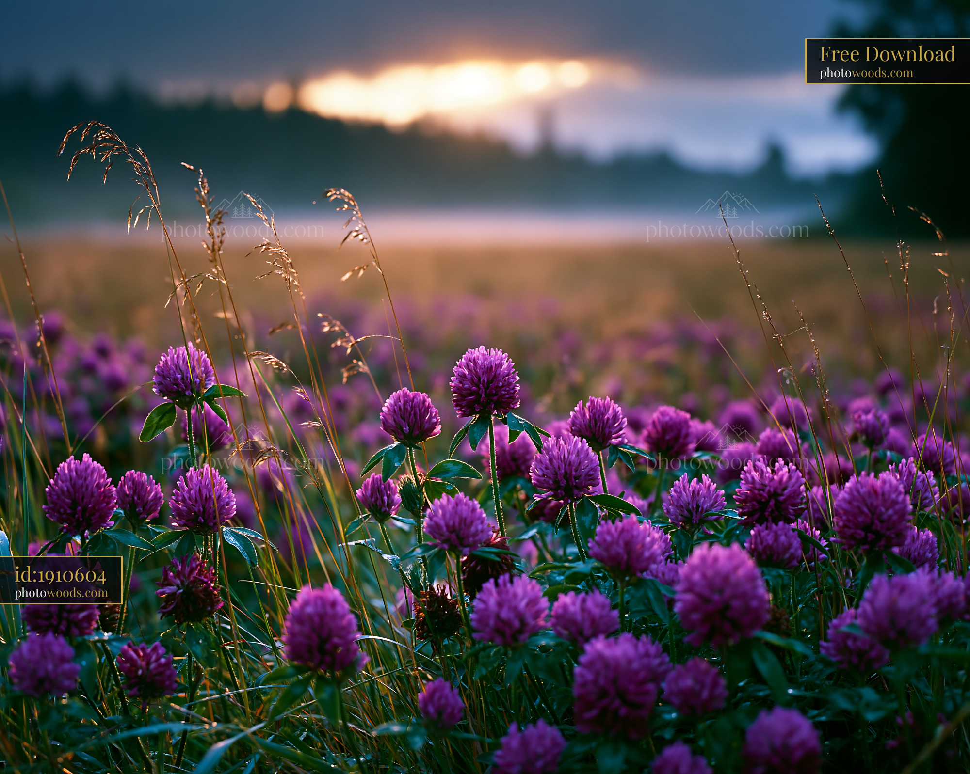 Clover Flowers Blooming in Meadow During Golden Hour