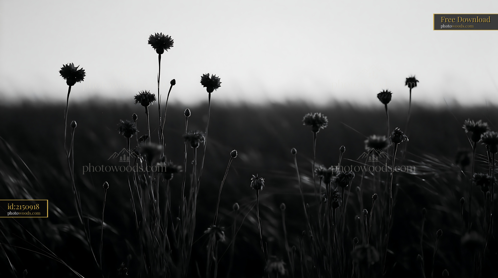 Cornflower Silhouette Against a Dark Meadow at Sunset