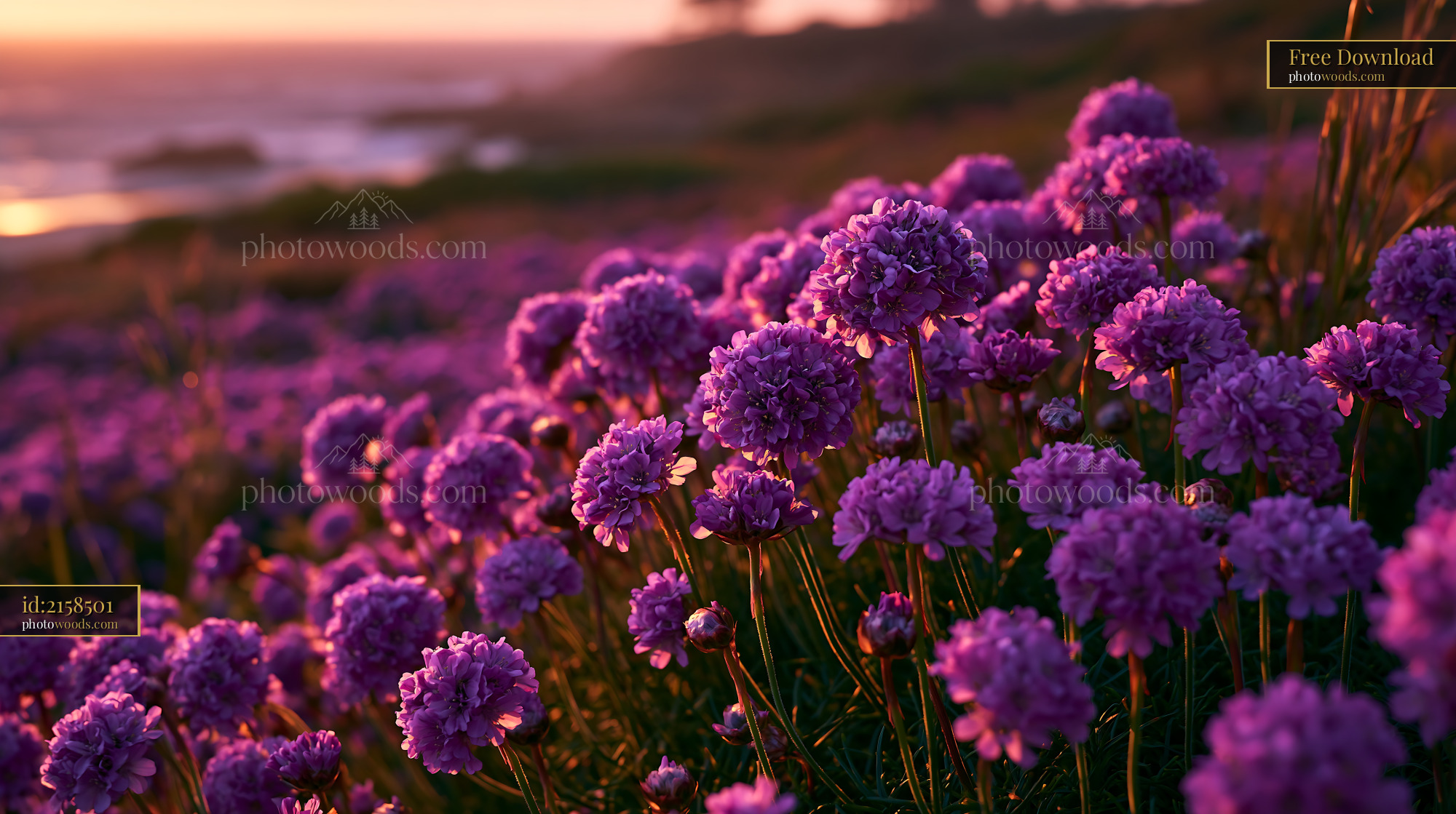 Purple Flowers Bloom Along the Coast During Sunset