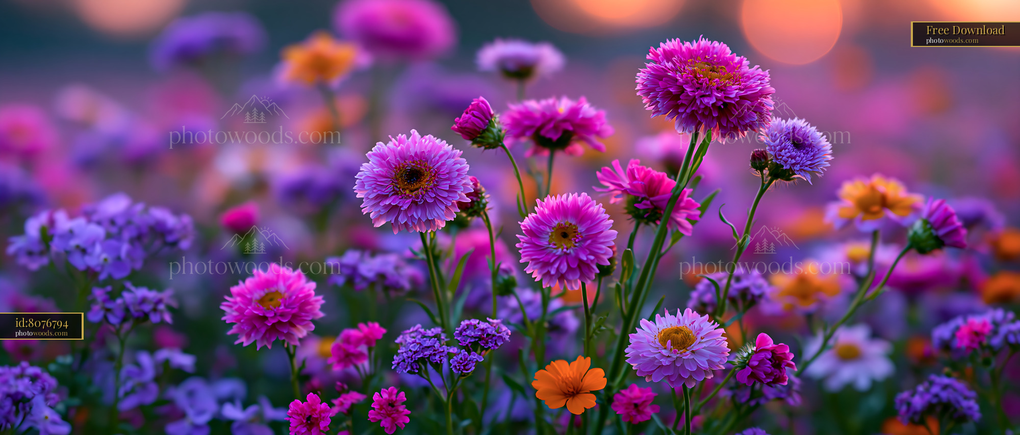 Flowers Bloom in Colorful Garden During Sunset Light