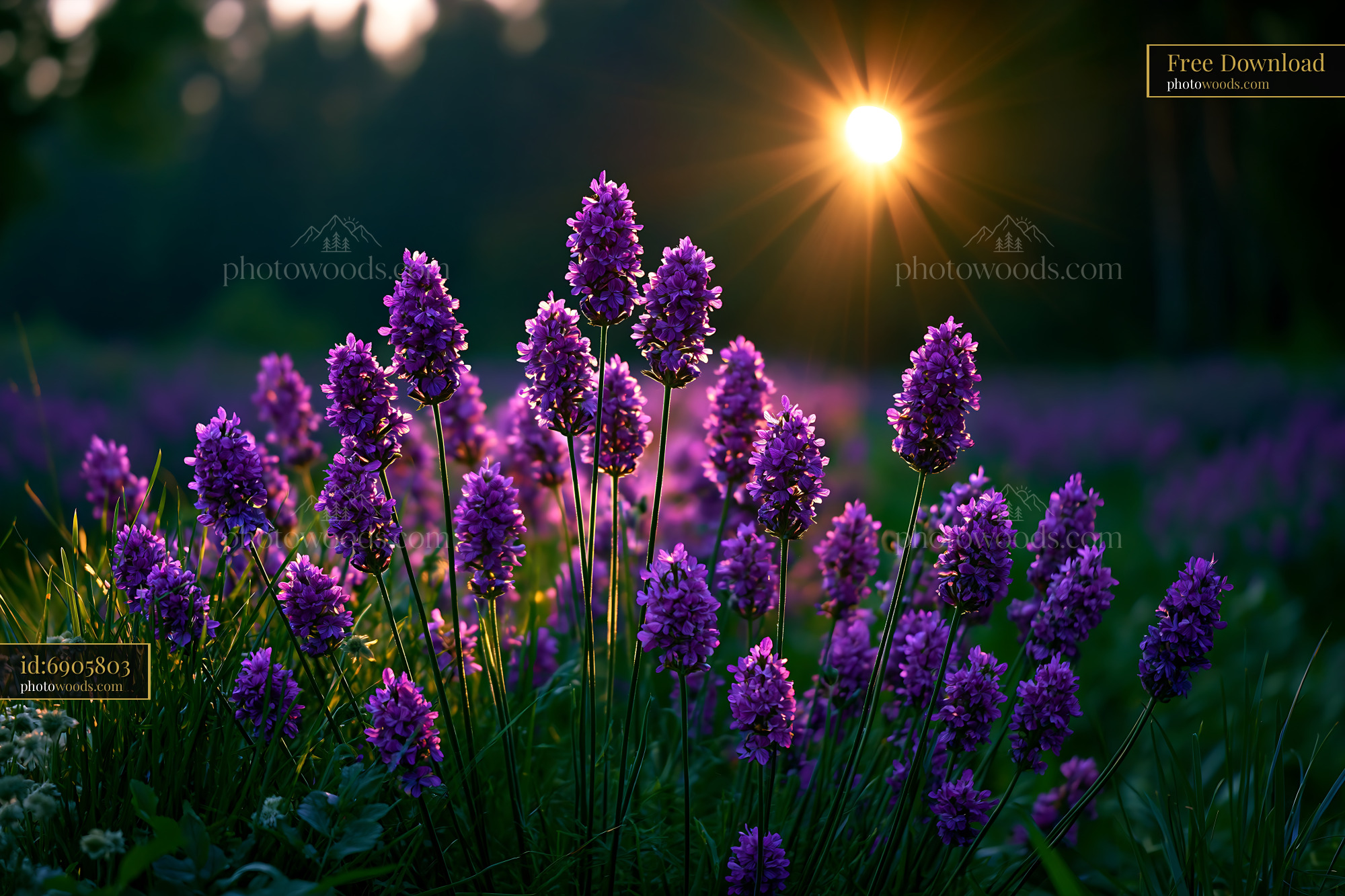 Purple Flowers Bloom in Field as Sun Sets Behind Trees