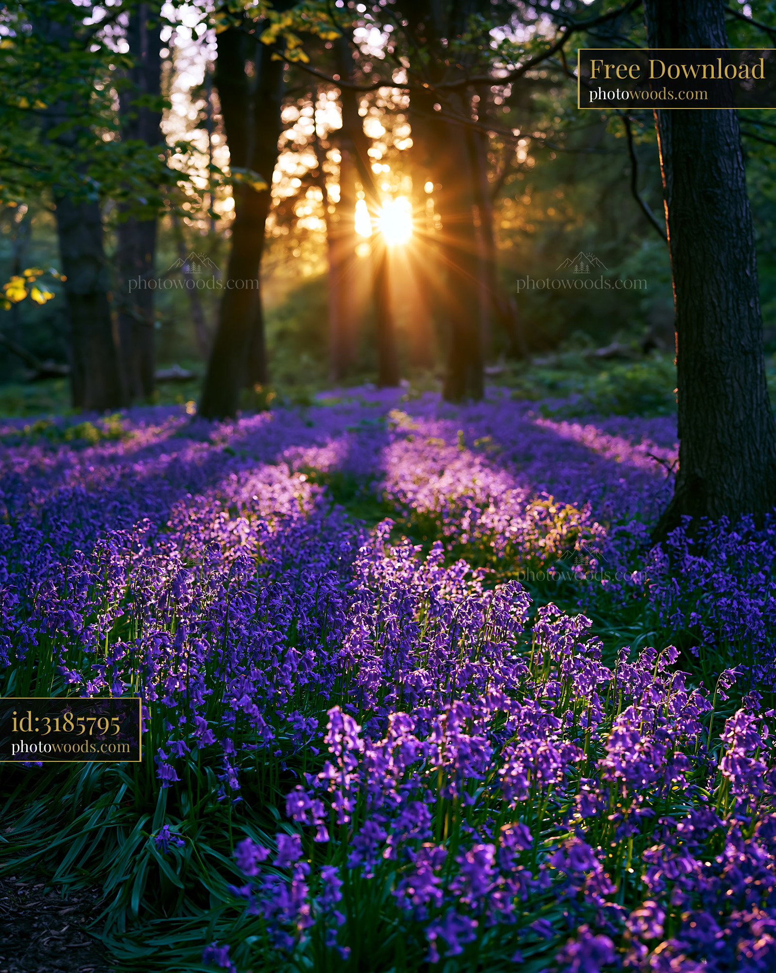 Bluebell Flowers in Forest During Spring at Sunrise