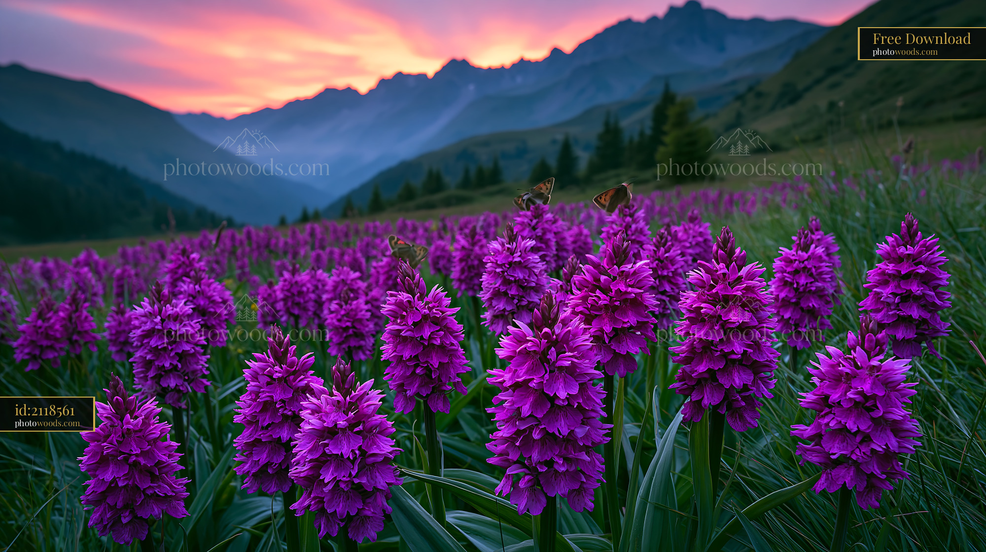 Meadow of Vanilla Orchids in the Alps at Sunset