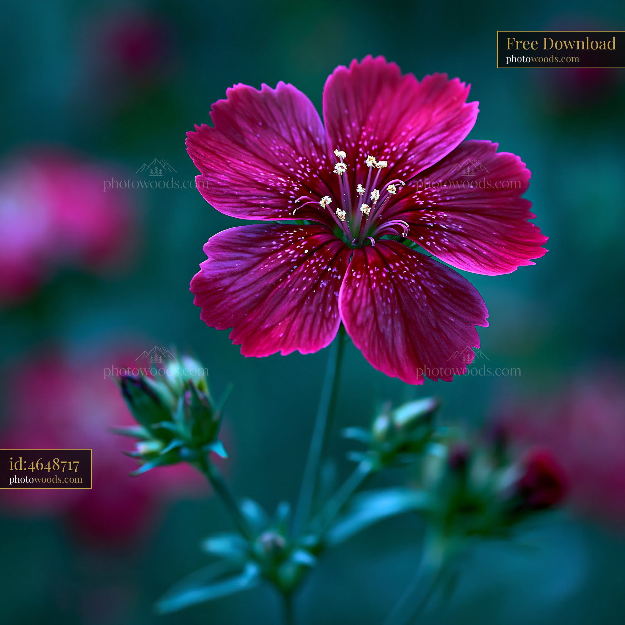 Flower Blooms With Vibrant Color in a Garden Setting at Dusk
