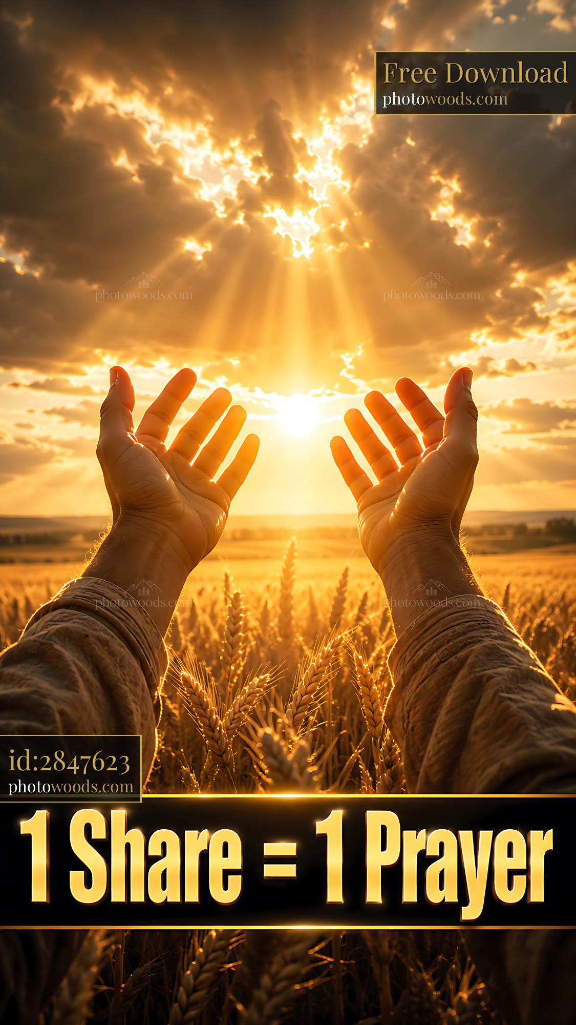 Hands Reaching for Sunlight Over Wheat Field During Sunset